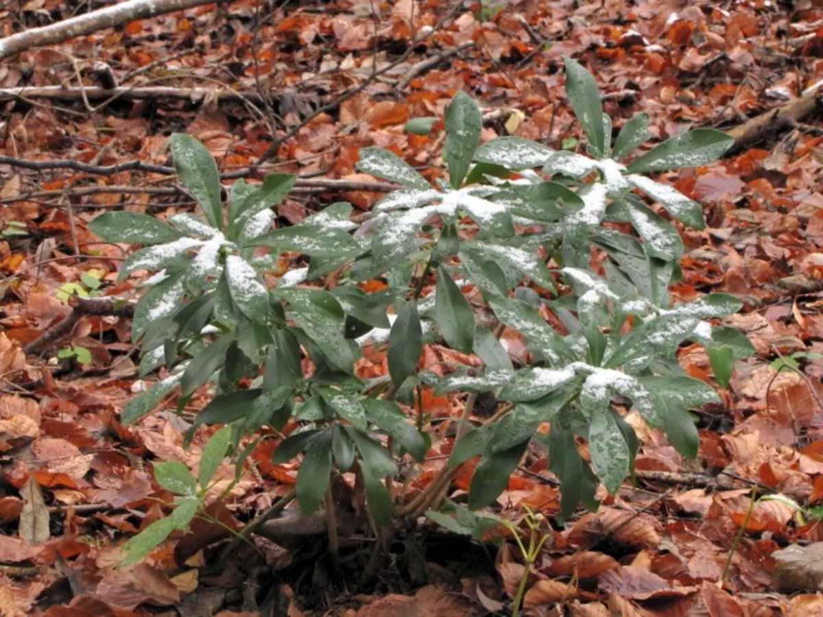Martin's Spurge (Euphorbia X Martinii) — Martin's Spurge provides a sturdy backdrop for its distinct flowers; caution: sap is irritating to skin and eyes