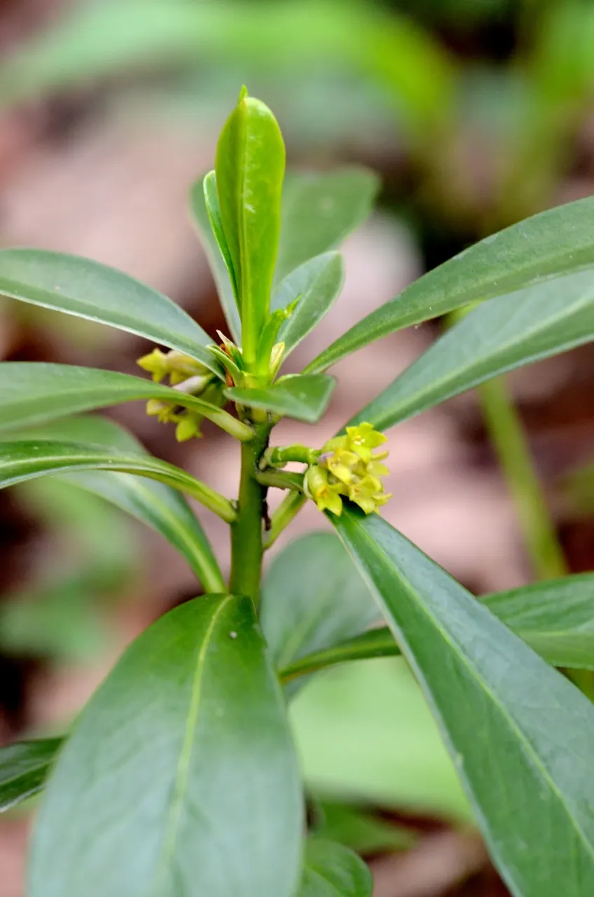 Martin's Spurge (Euphorbia X Martinii) — Its robust nature allows it to withstand poor soil conditions and coastal environments; spring through summer, it