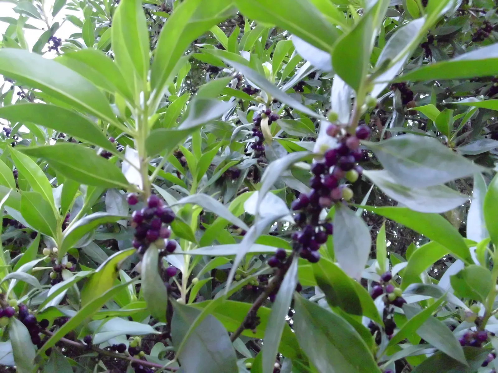 Martin's Spurge (Euphorbia X Martinii) — Its robust nature allows it to withstand poor soil conditions and coastal environments