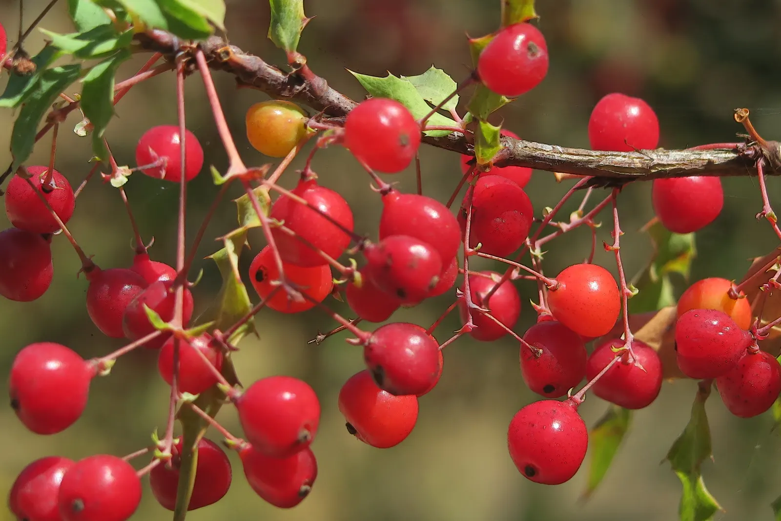 Nevin's Barberry (Berberis Nevinii) — The Nevin Mahonia (Berberis nevinii) is an evergreen shrub prized for its resilience and ornamental appeal