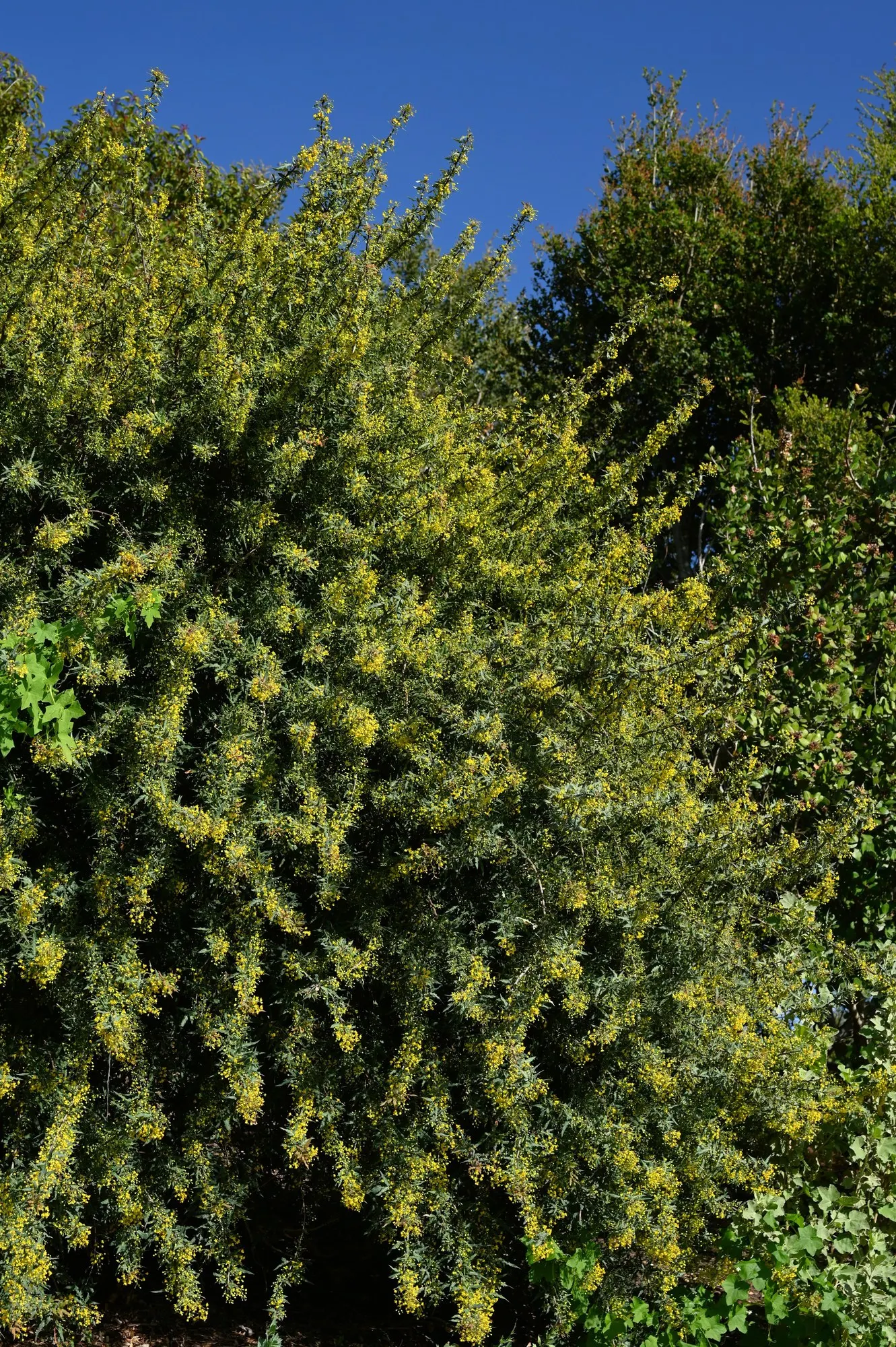Nevin's Barberry (Berberis Nevinii) — you're embracing a plant that brings durable beauty and is a beacon for wildlife