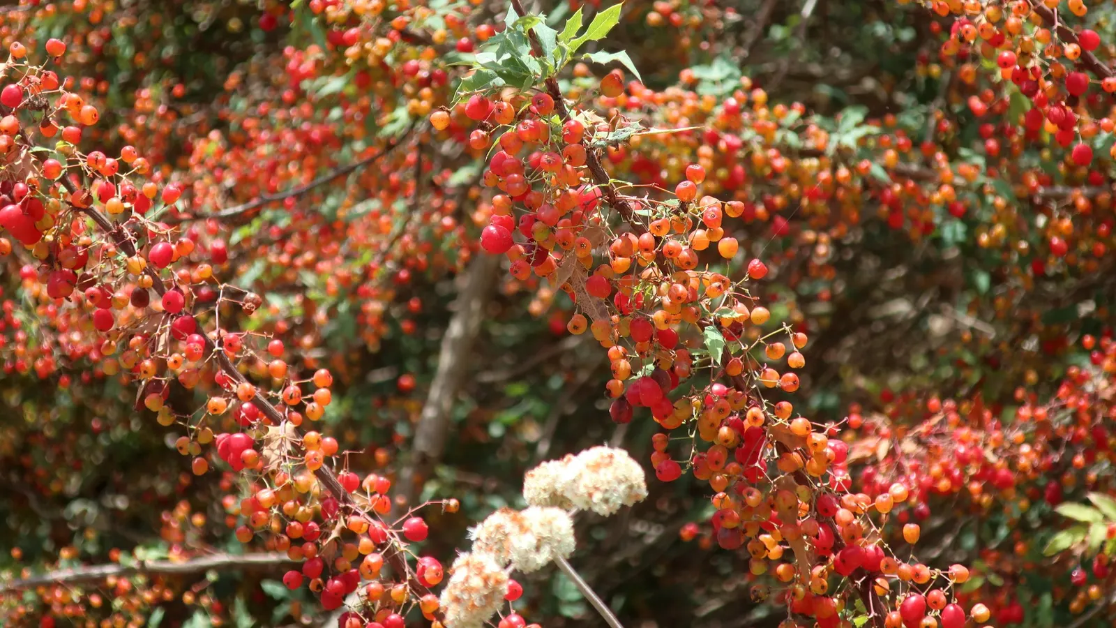 Nevin's Barberry (Berberis Nevinii) — is a striking evergreen shrub native to the arid regions of Southern California