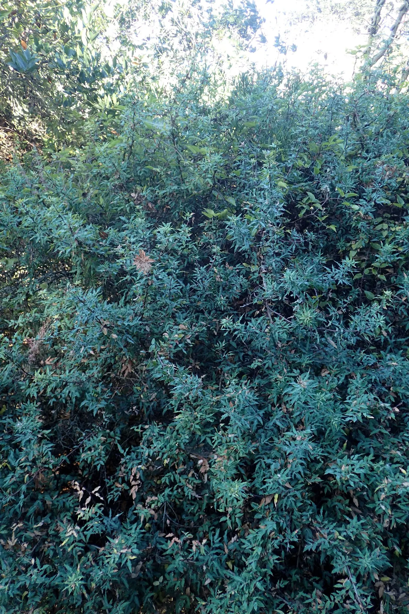 Nevin's Barberry (Berberis Nevinii) — scientifically known as Berberis nevinii