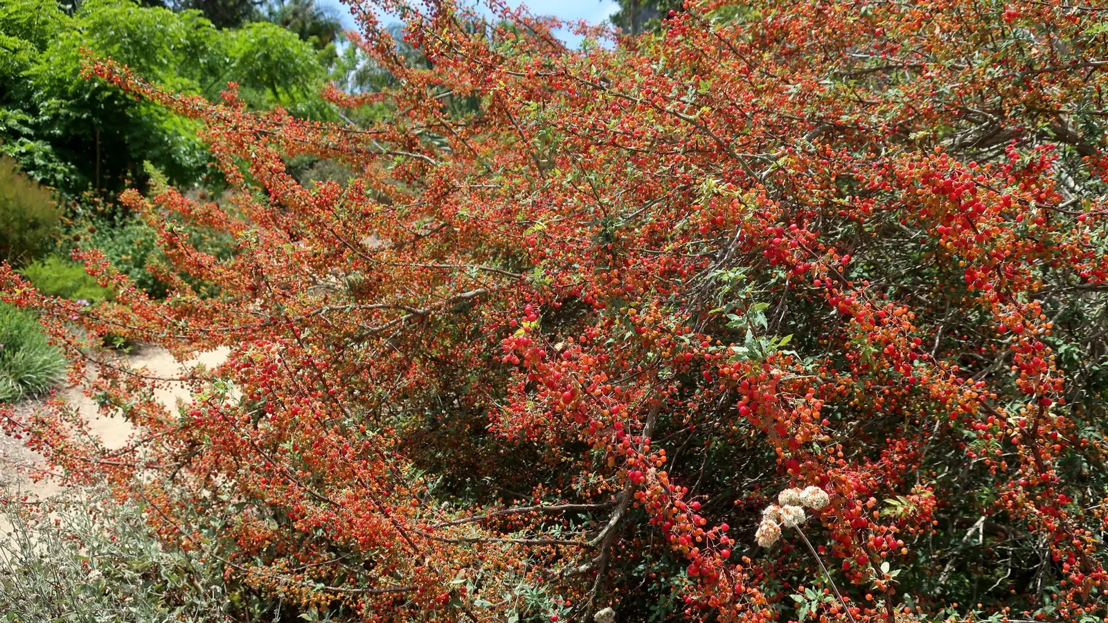 Nevin's Barberry (Berberis Nevinii) — Reaching heights of up to 10 feet with an equal spread