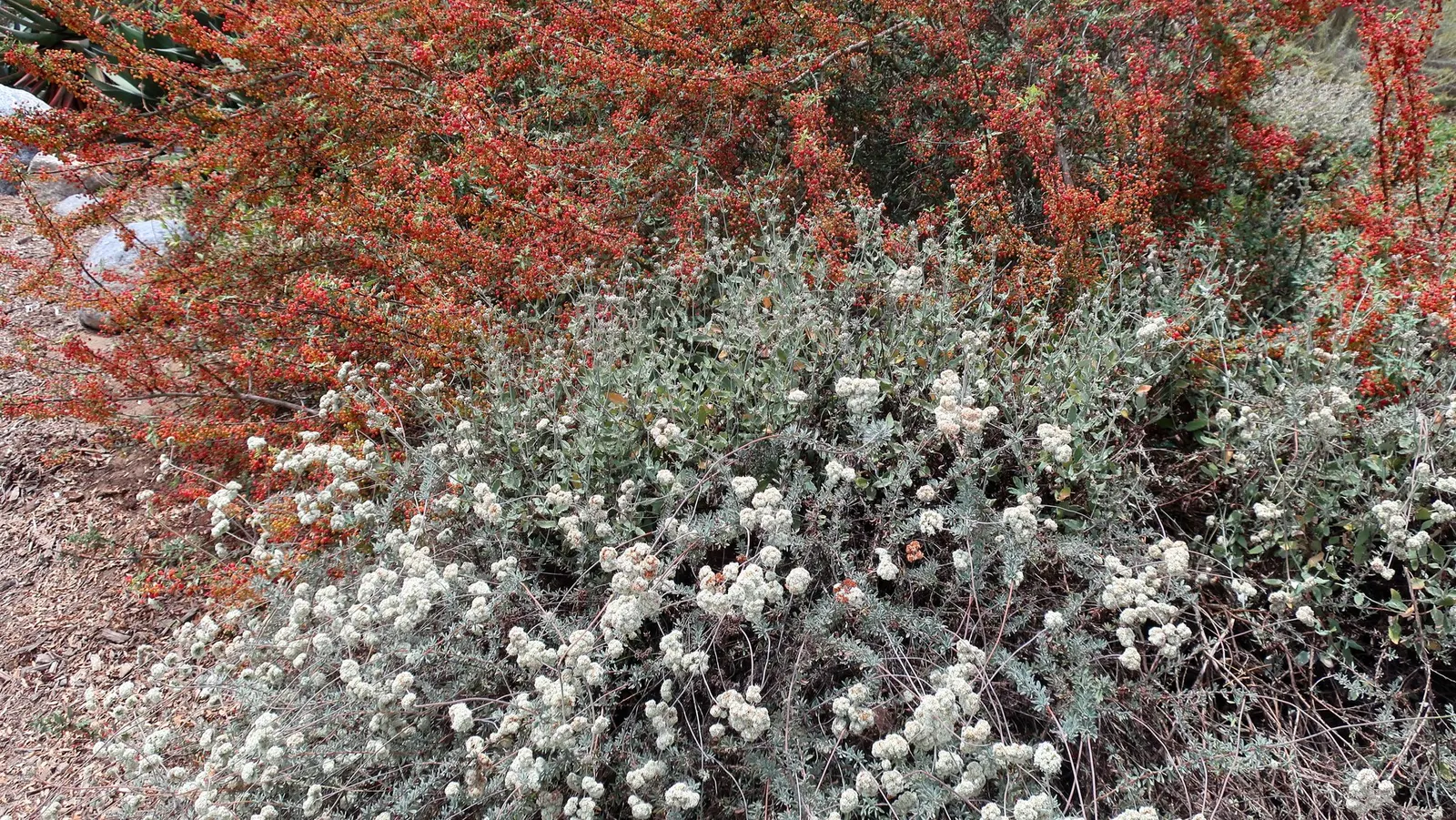 Nevin's Barberry (Berberis Nevinii) — Particularly noted for its sustainable beauty and drought tolerance