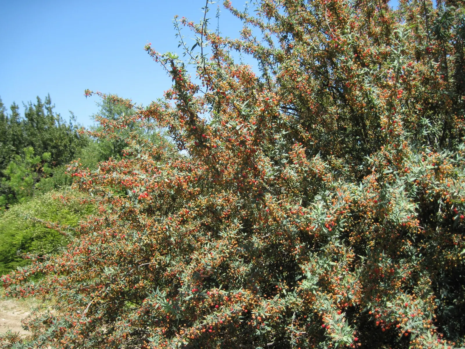 Nevin's Barberry (Berberis Nevinii) — its gray-green foliage sets a stunning backdrop for bright yellow flower clusters blooming in early spring