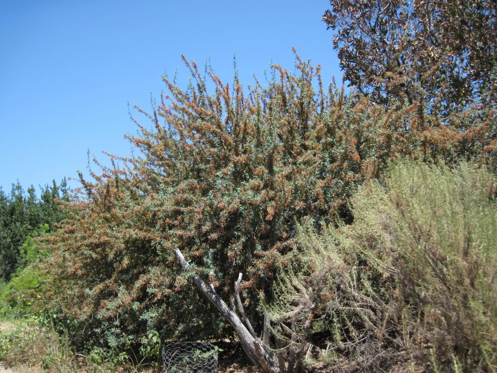 Nevin's Barberry (Berberis Nevinii) — the plant produces purplish berries which are a favorite among local birds