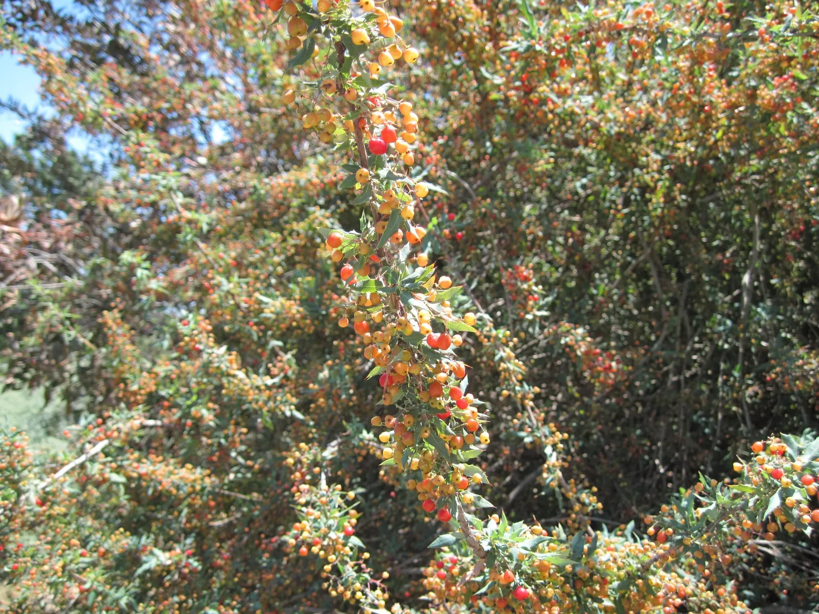 Nevin's Barberry (Berberis Nevinii) — Ideal for xeriscaping, it attracts pollinators while offering drought tolerance once established