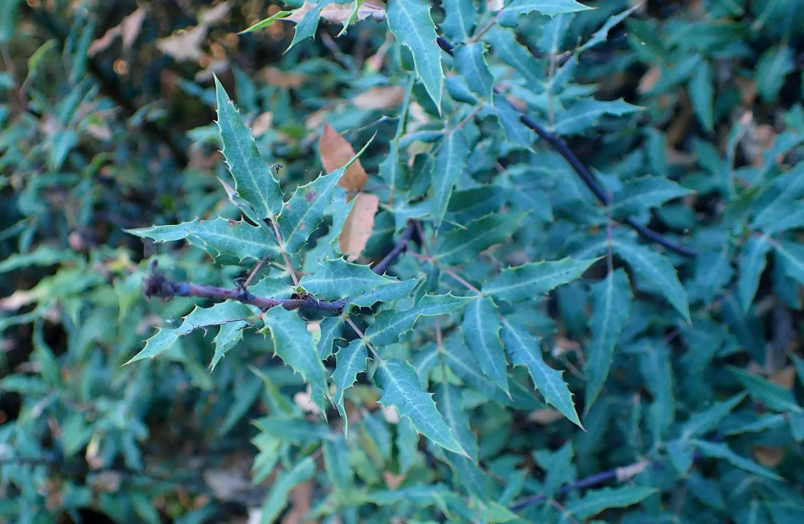 Nevin's Barberry (Berberis Nevinii) — blue-green foliage that provides a lush backdrop throughout the year