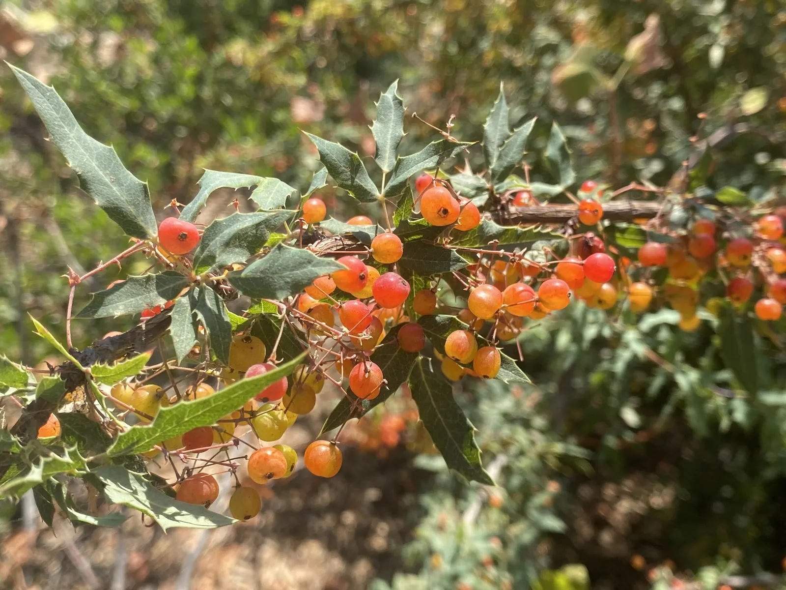 Nevin's Barberry (Berberis Nevinii) — In late winter to early spring