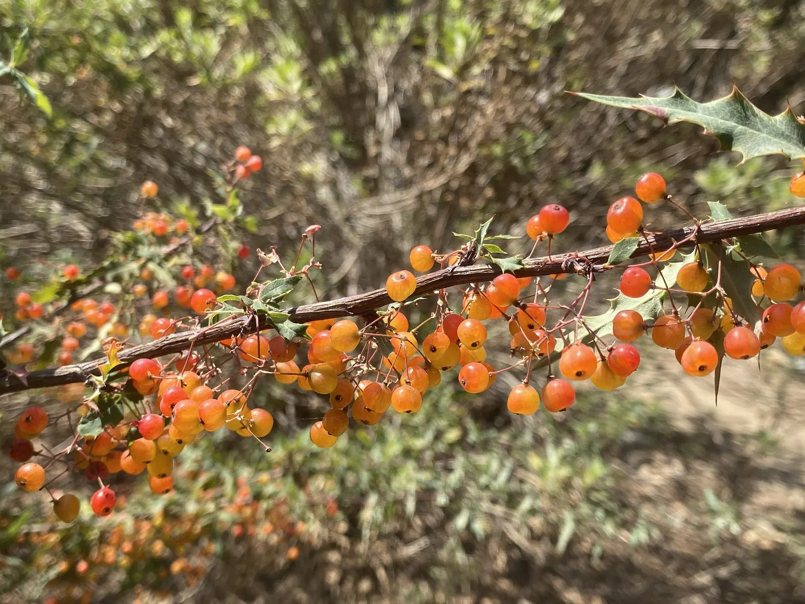 Nevin's Barberry (Berberis Nevinii) — considering the Nevin Mahonia is an asset due to its minimal water demands once established