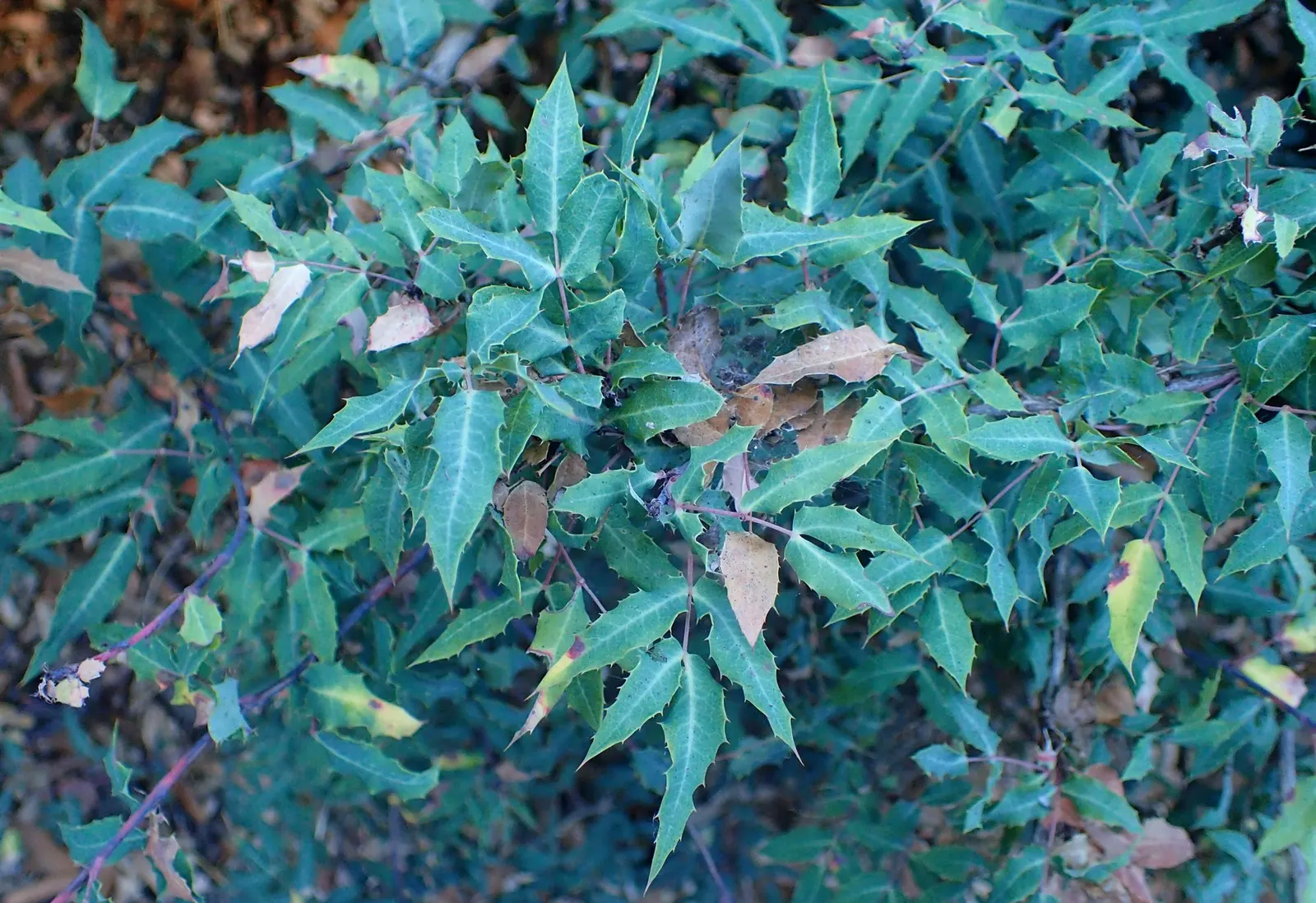 Nevin's Barberry (Berberis Nevinii) — adding an ecological service to your landscape