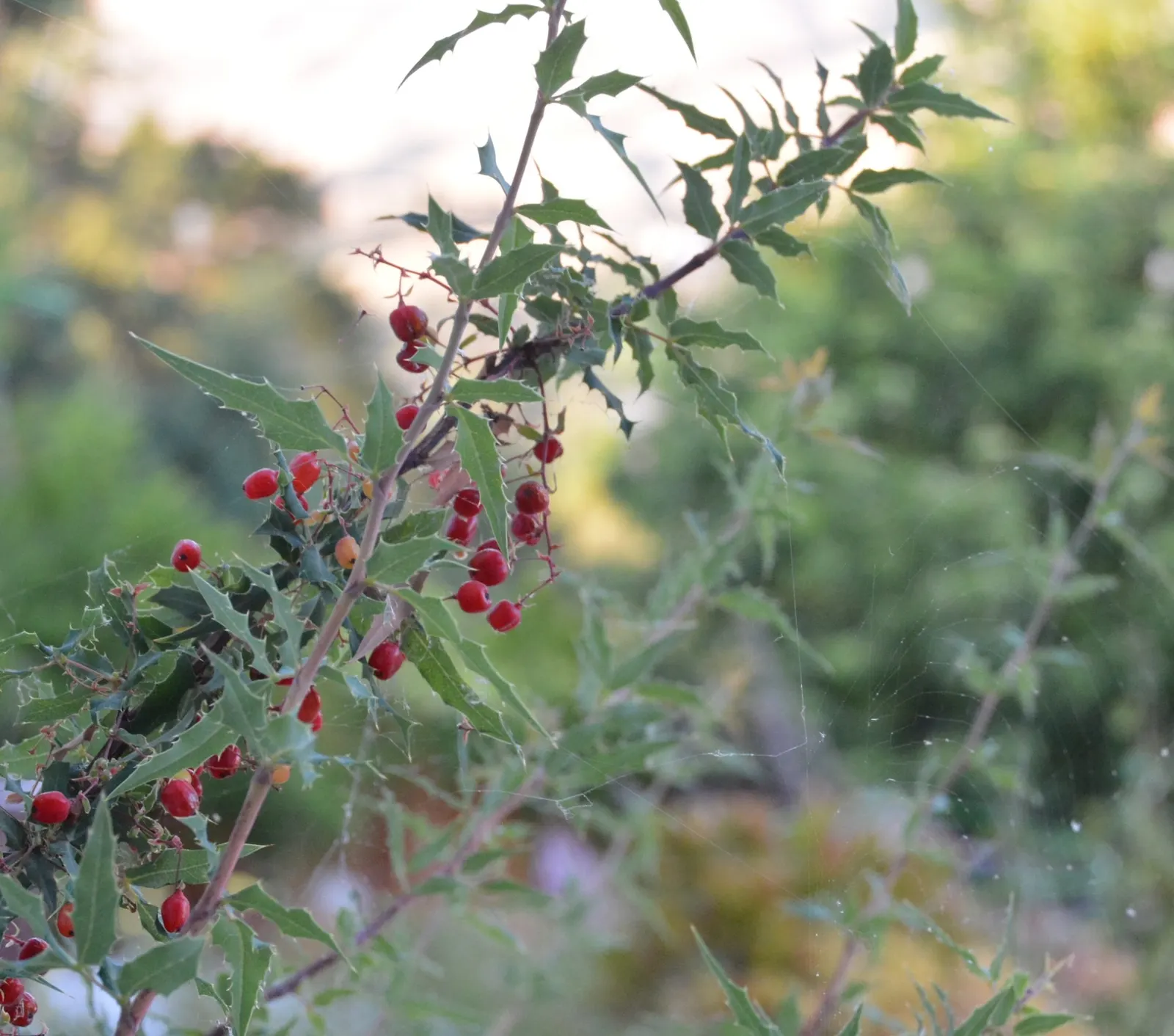 Nevin's Barberry (Berberis Nevinii) — enriching the ecological tapestry of your landscape