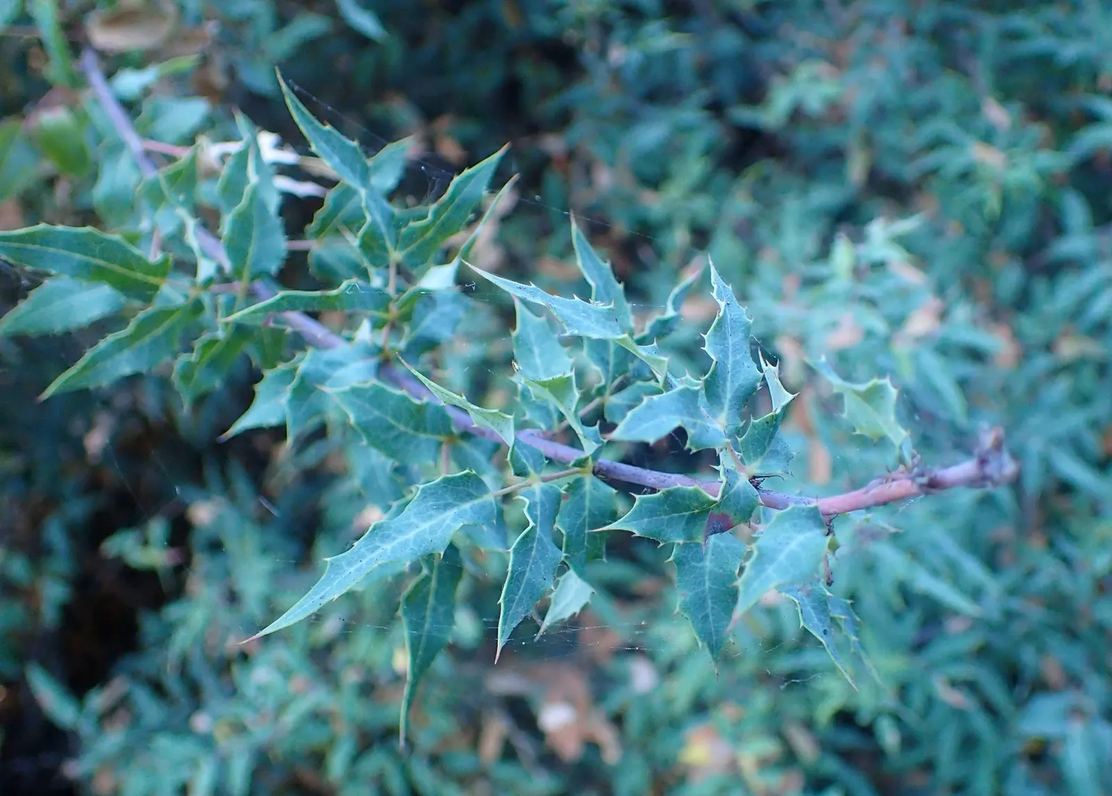 Nevin's Barberry (Berberis Nevinii) — though it is versatile and can tolerate a variety of soil types