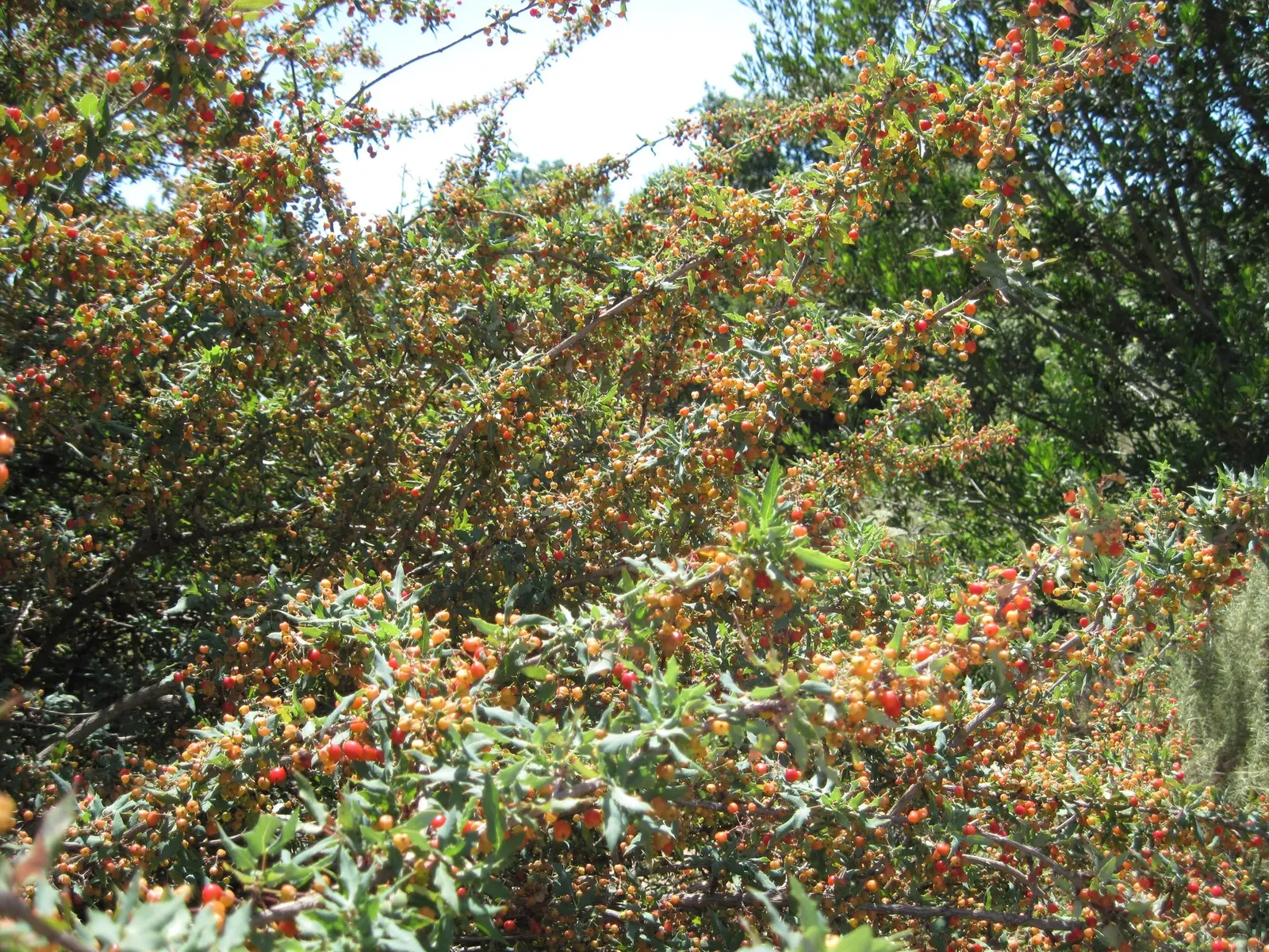 Nevin's Barberry (Berberis Nevinii) — Its architectural form is underscored by rigid