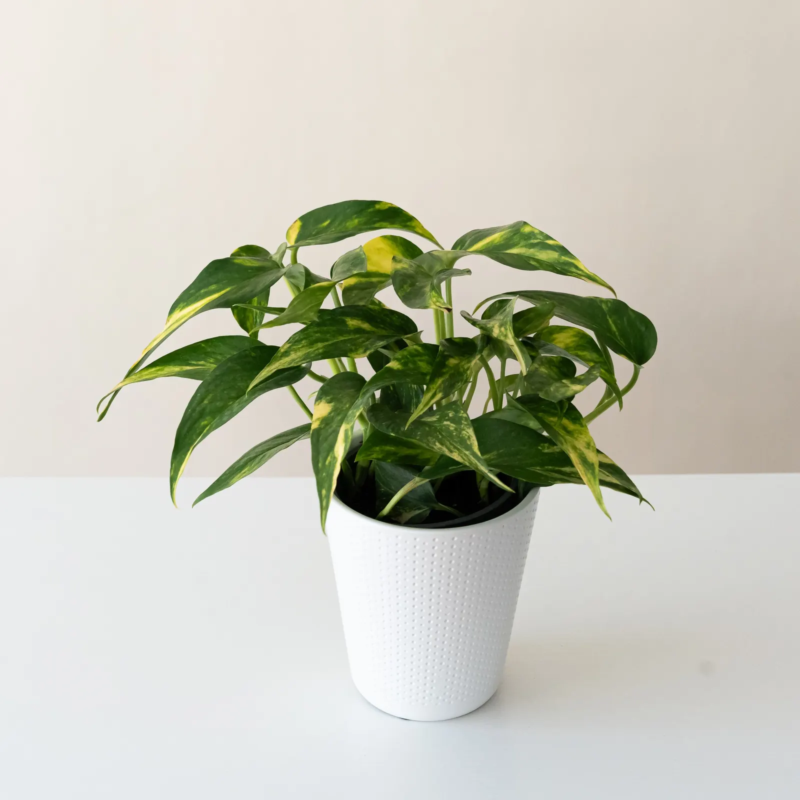 Golden Ray™ Golden Pothos (Epipremnum aureum) — Proven Winners - Beautifall® Golden Ray™ - Golden Pothos - Epipremnum aureum plant details