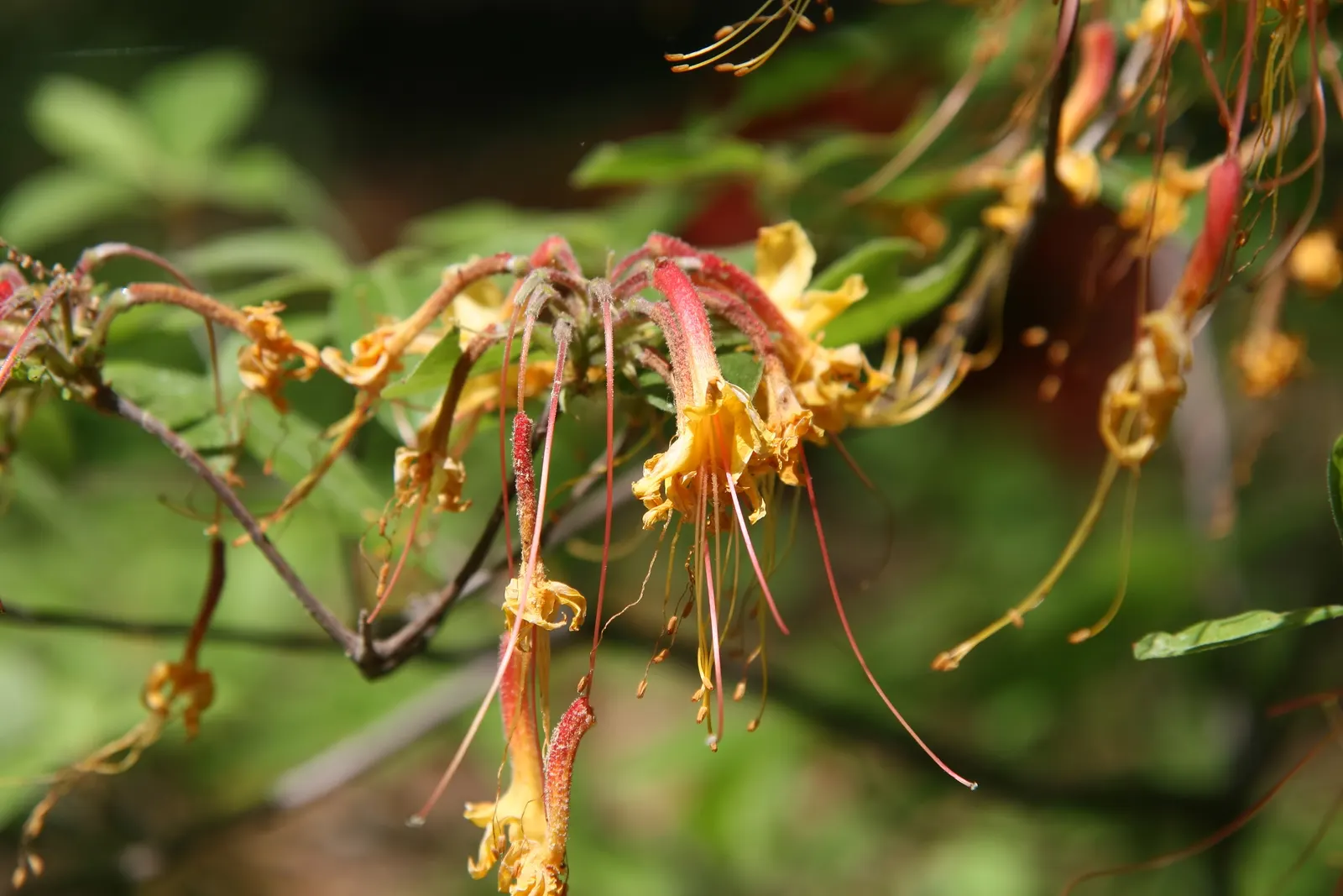 Florida Azalea (Rhododendron Austrinum) — multi-colored and orange and pink and yellow flowers in the garden