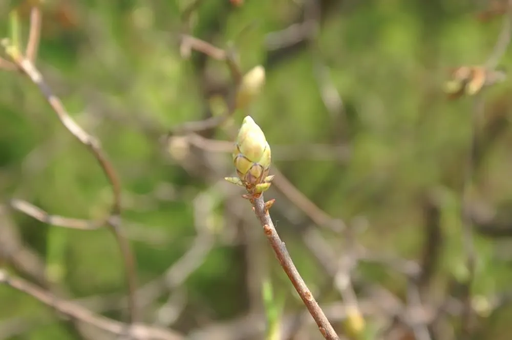 Florida Azalea (Rhododendron Austrinum) — Consistent moisture is key, but avoid waterlogged conditions to prevent root rot