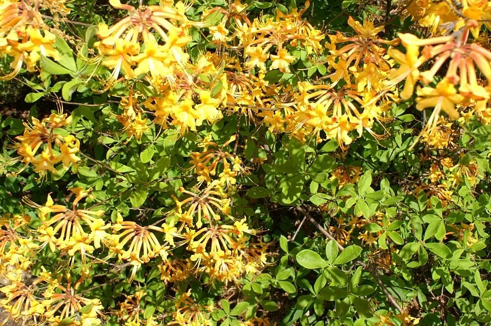 Florida Azalea (Rhododendron Austrinum) — well-drained soil and thrives in partial shade