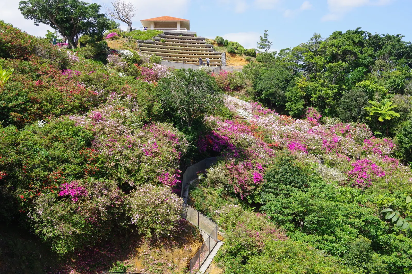 Florida Azalea (Rhododendron Austrinum) — providing substantial visual interest and structure within the garden