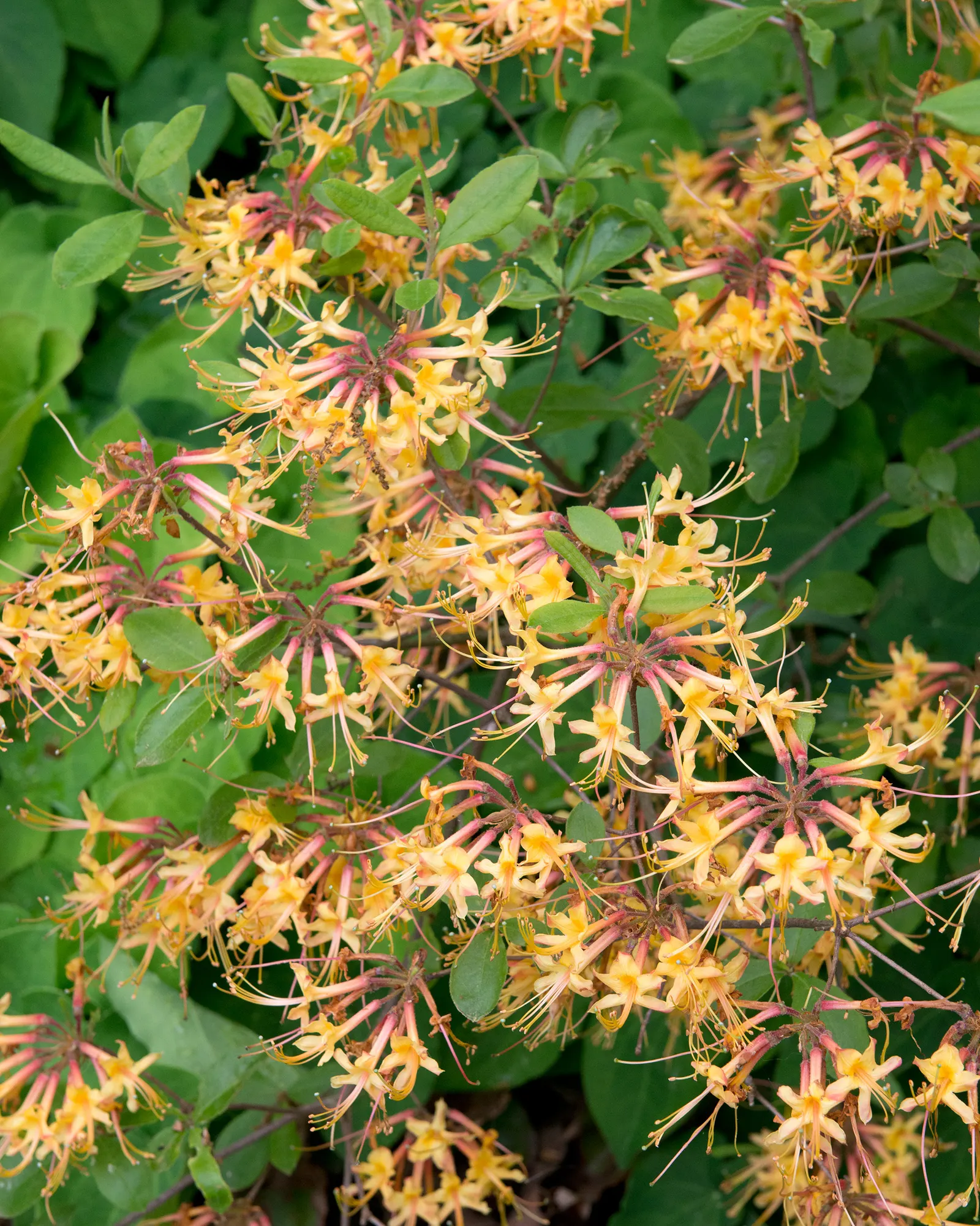 Florida Azalea (Rhododendron Austrinum) — shrub for half or shade