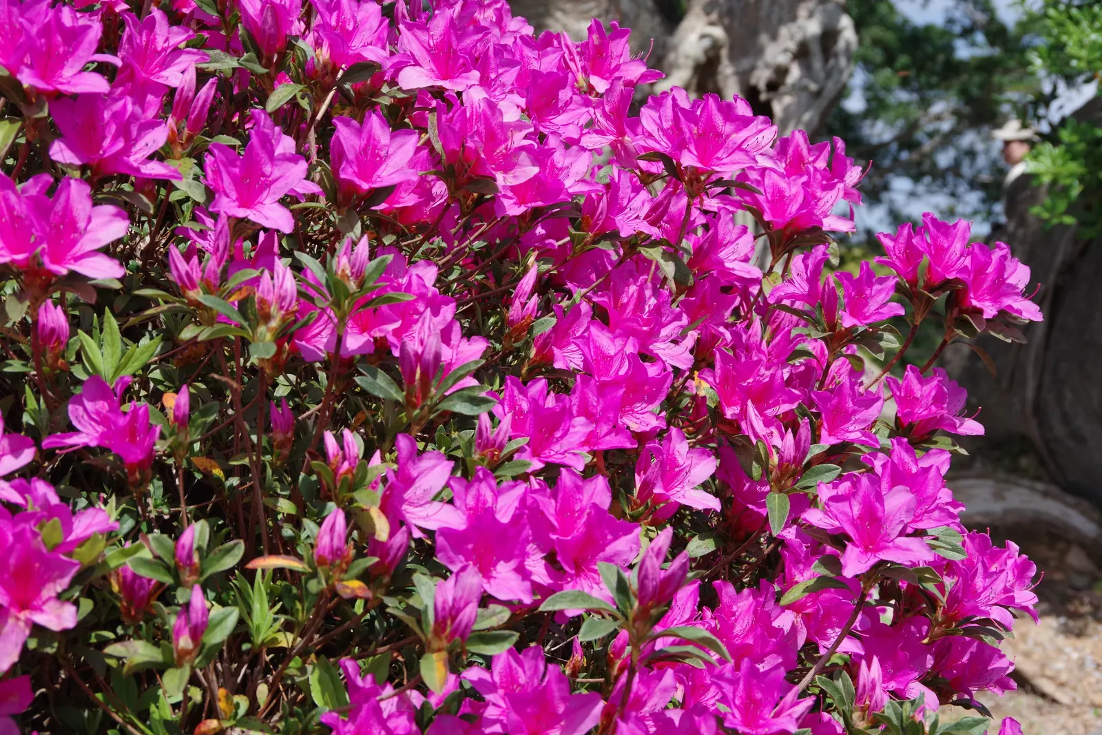 Florida Azalea (Rhododendron Austrinum) — well-drained soil and thrives in partial shade; contributing a dense backdrop for the vivid blossoms.<br><br>For