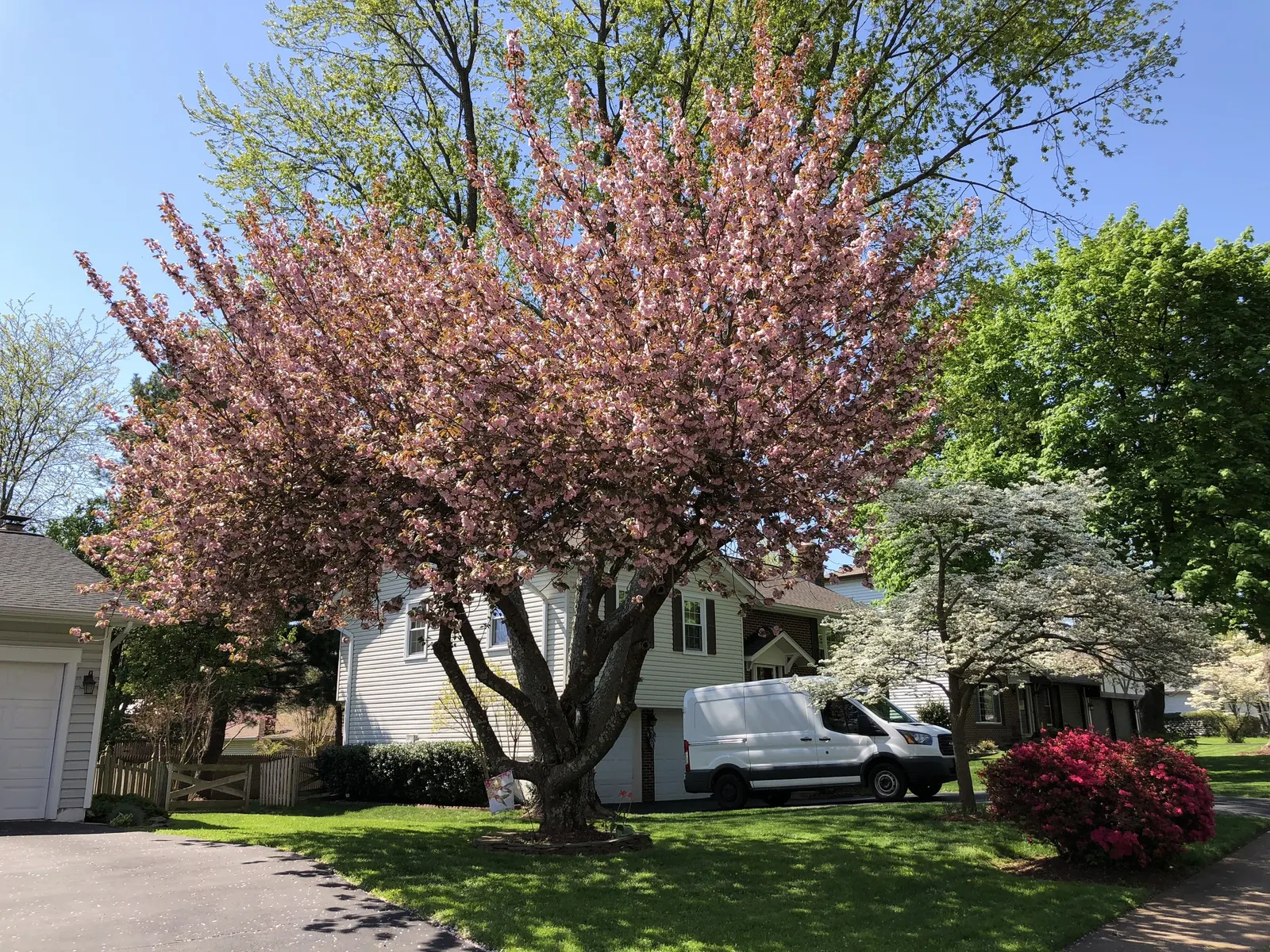 Florida Azalea (Rhododendron Austrinum) — shrub with multi-colored and orange and pink and yellow blooms