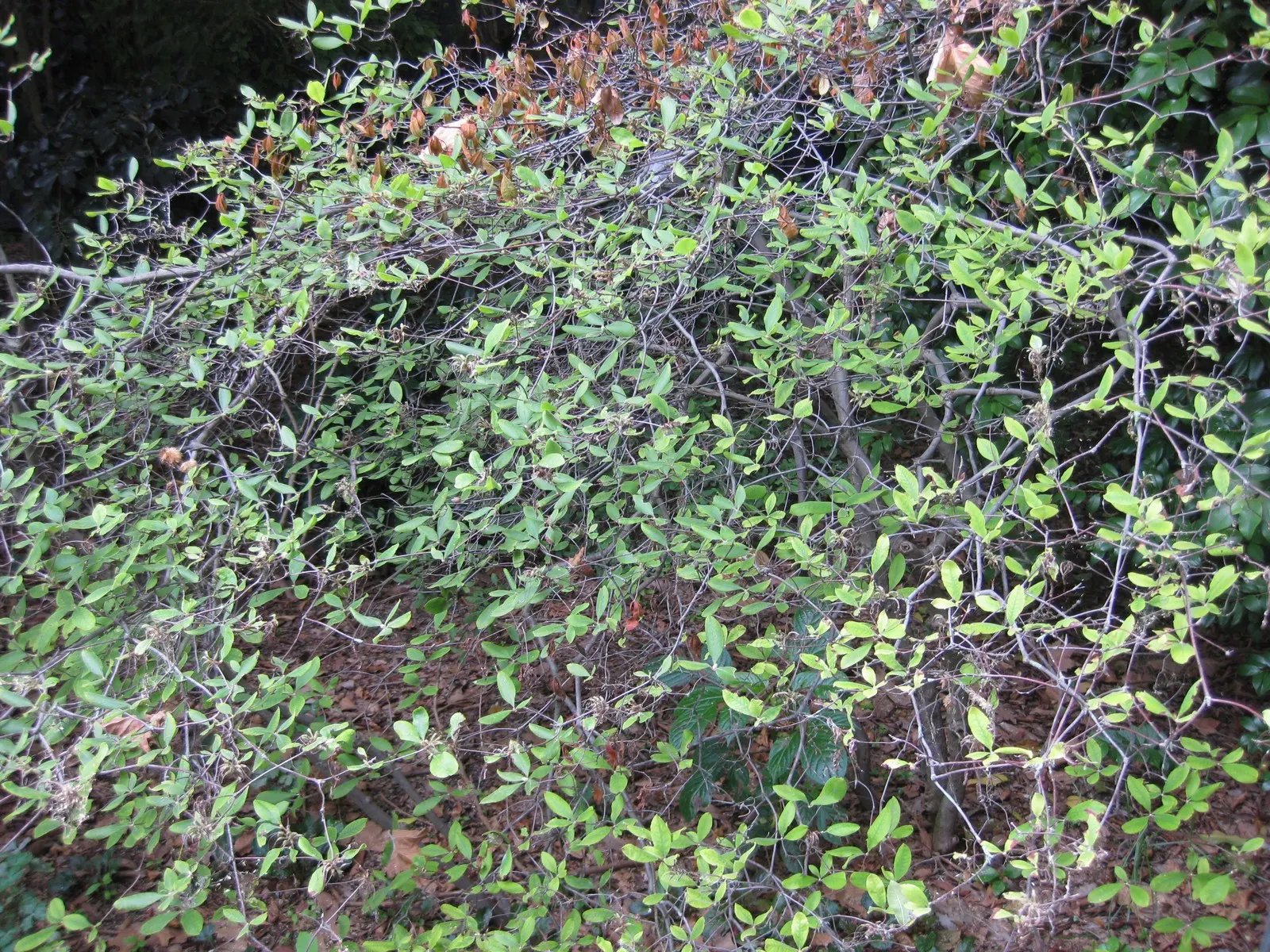Florida Azalea (Rhododendron Austrinum) — offering a stunning display of tubular-shaped flowers; its foliage consists of oblong leaves that are a lustrous green