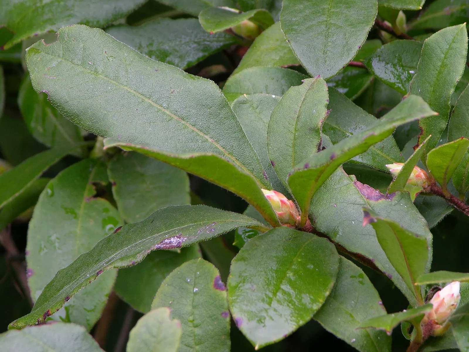 Florida Azalea (Rhododendron Austrinum) — Consistent moisture is key, but avoid waterlogged conditions to prevent root rot; favoring partial shade and