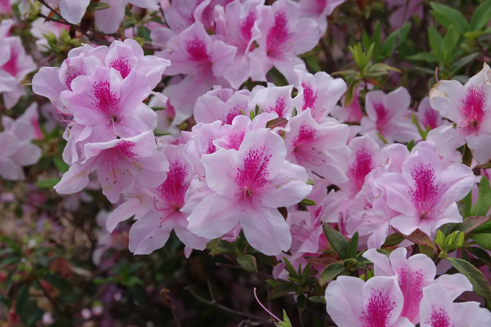 Florida Azalea (Rhododendron Austrinum) — Its foliage consists of oblong leaves that are a lustrous green; offering a stunning display of tubular-shaped flowers