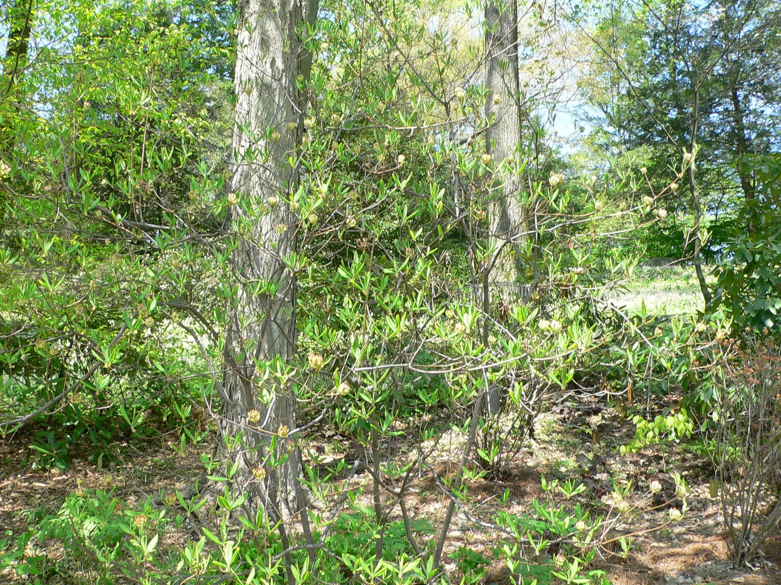 Florida Azalea (Rhododendron Austrinum) — Native to the southeastern United States; shrub with multi-colored and orange and pink and yellow blooms