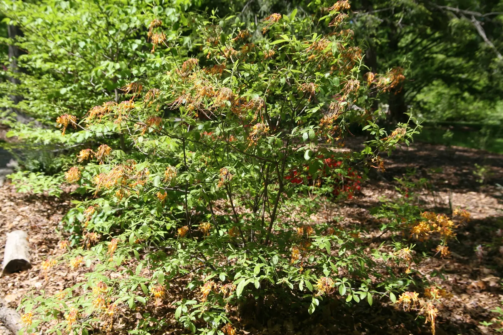 Florida Azalea (Rhododendron Austrinum) — scientifically known as Rhododendron austrinum