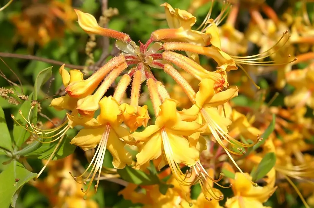 Florida Azalea (Rhododendron Austrinum) — contributing a dense backdrop for the vivid blossoms.<br><br>For optimal growth; consistent moisture is key, but
