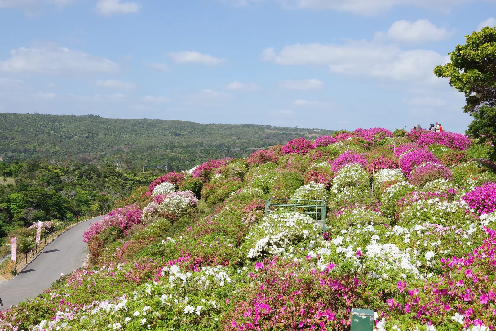 Florida Azalea (Rhododendron Austrinum) — A deciduous shrub, it thrives in USDA zones 6-9, reaching 6-8 feet in height and 4-6 feet in width; scientifically