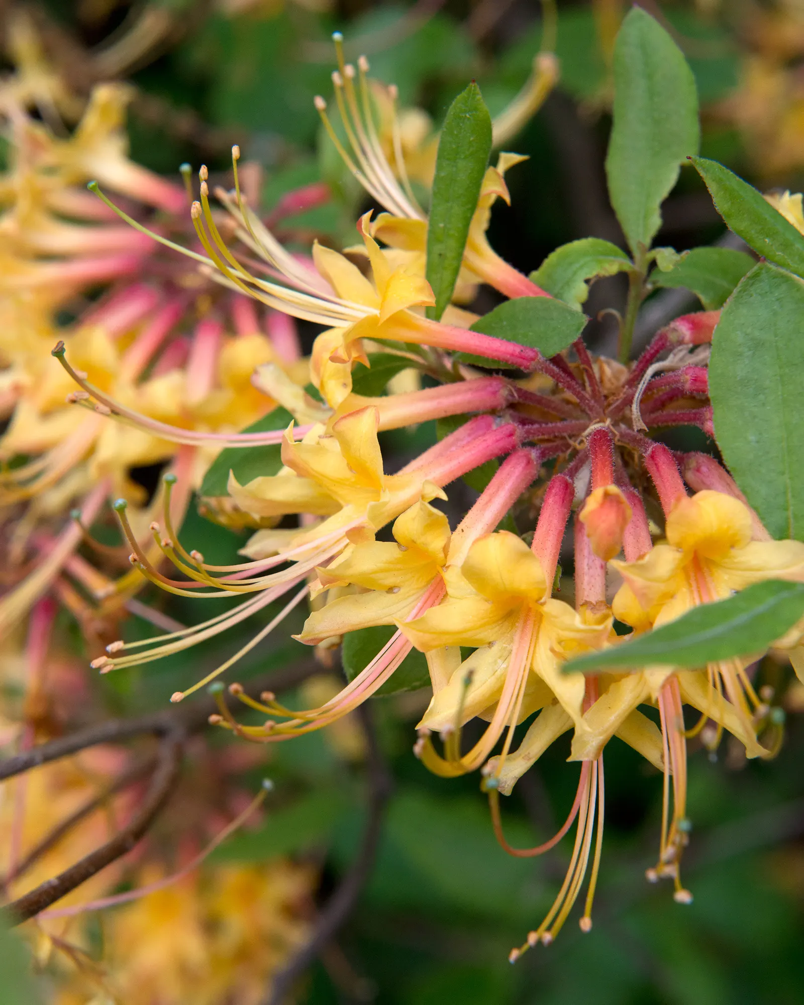 Florida Azalea (Rhododendron Austrinum) — A deciduous shrub, it thrives in USDA zones 6-9, reaching 6-8 feet in height and 4-6 feet in width