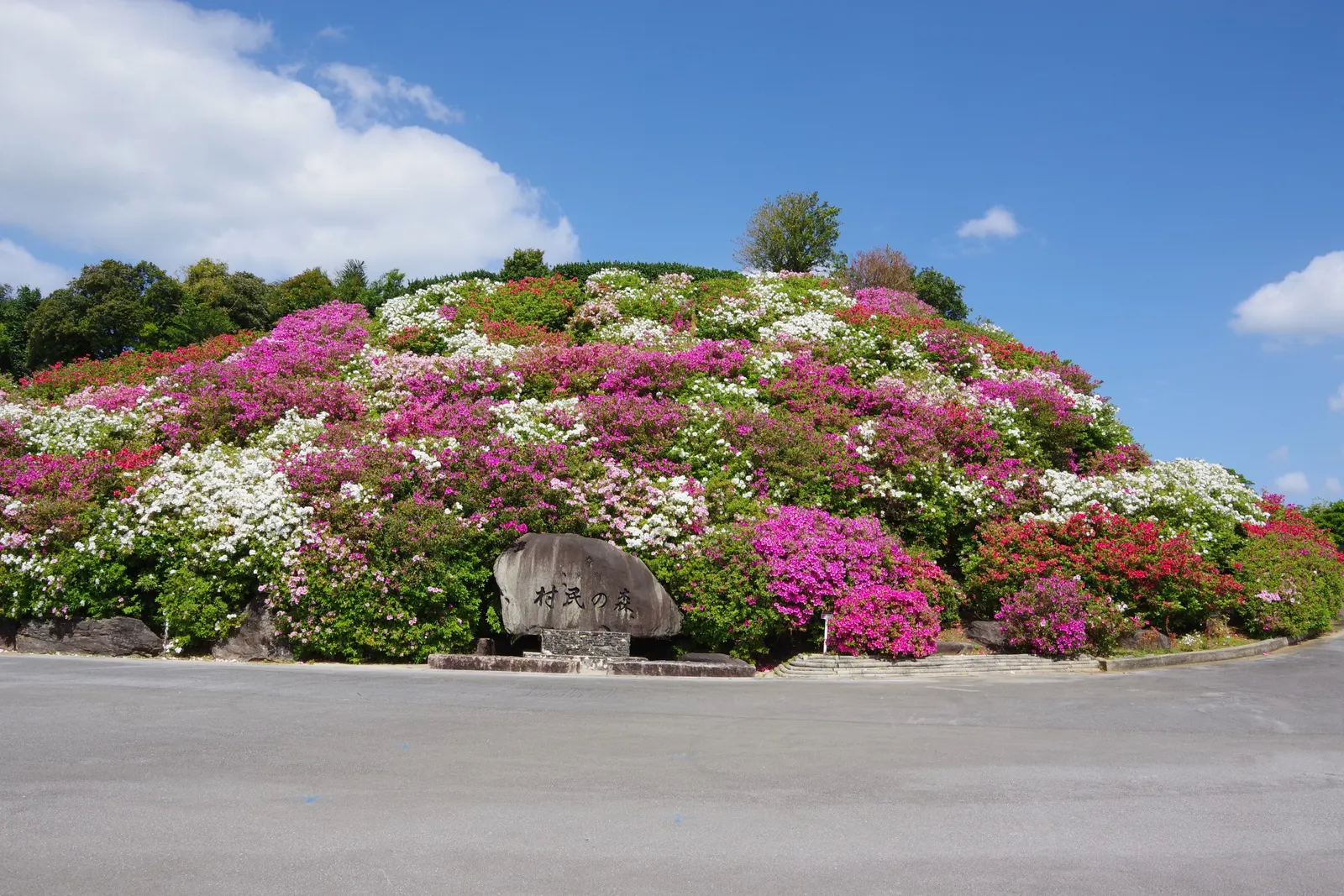 Florida Azalea (Rhododendron Austrinum) — Favoring partial shade and well-drained, acidic soil, it's ideal for woodland gardens