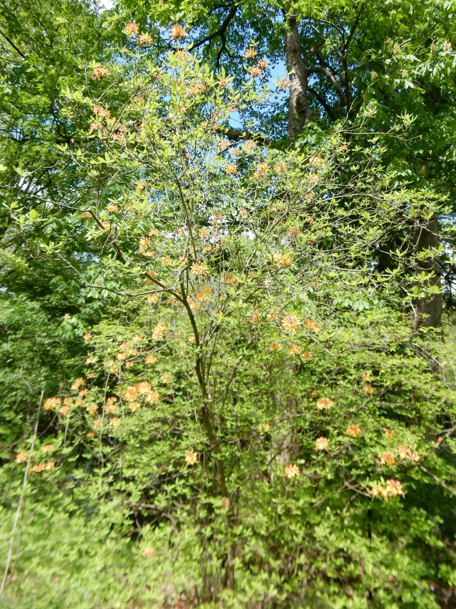 Florida Azalea (Rhododendron Austrinum) — The blossoms range in hue from bright yellow to orange-red