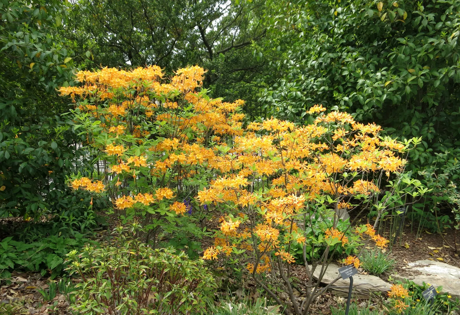 Florida Azalea (Rhododendron Austrinum) — providing substantial visual interest and structure within the garden; this deciduous azalea typically blooms in the