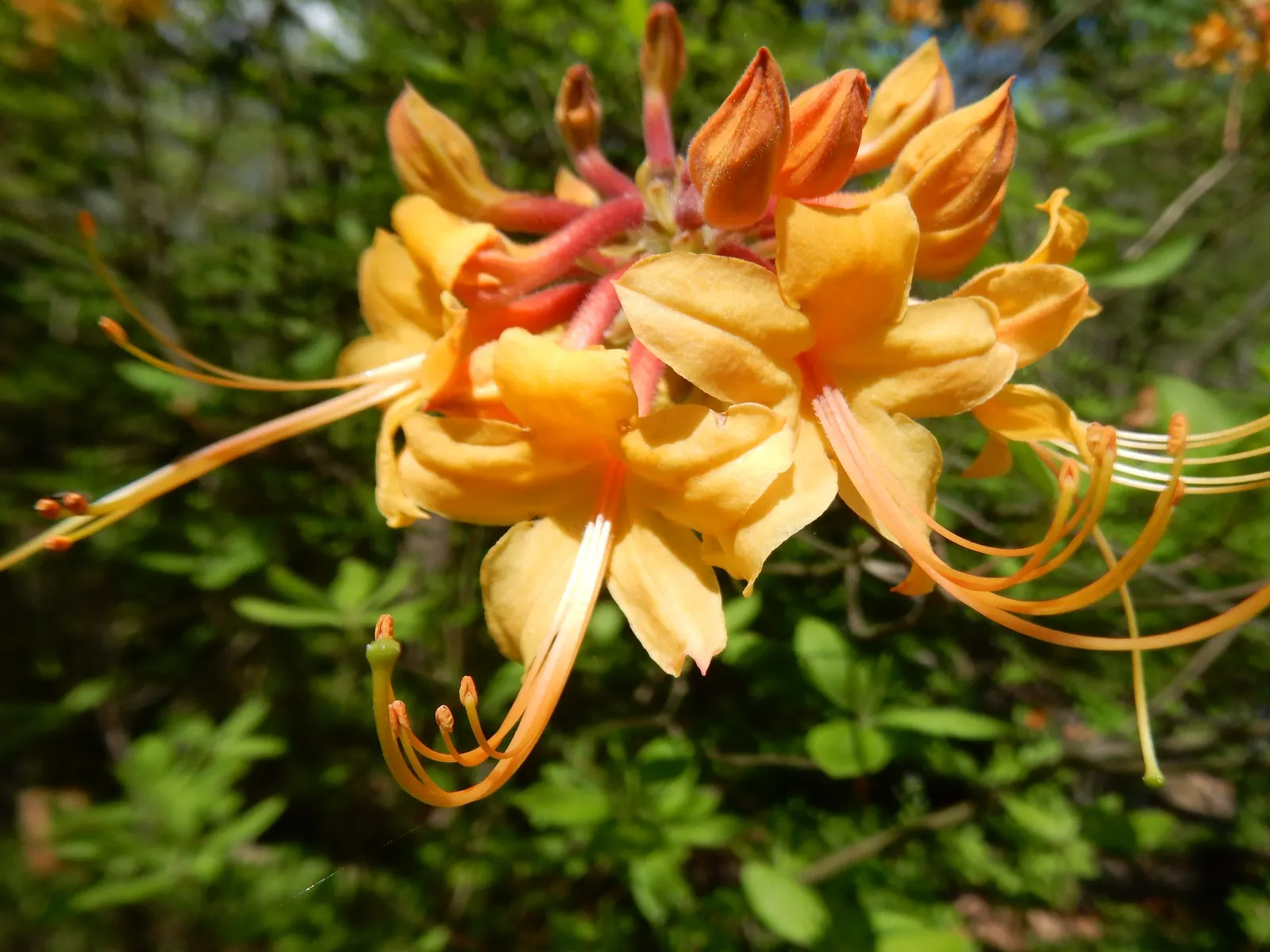 Florida Azalea (Rhododendron Austrinum) — adding a long-lasting and enchanting element to the landscape