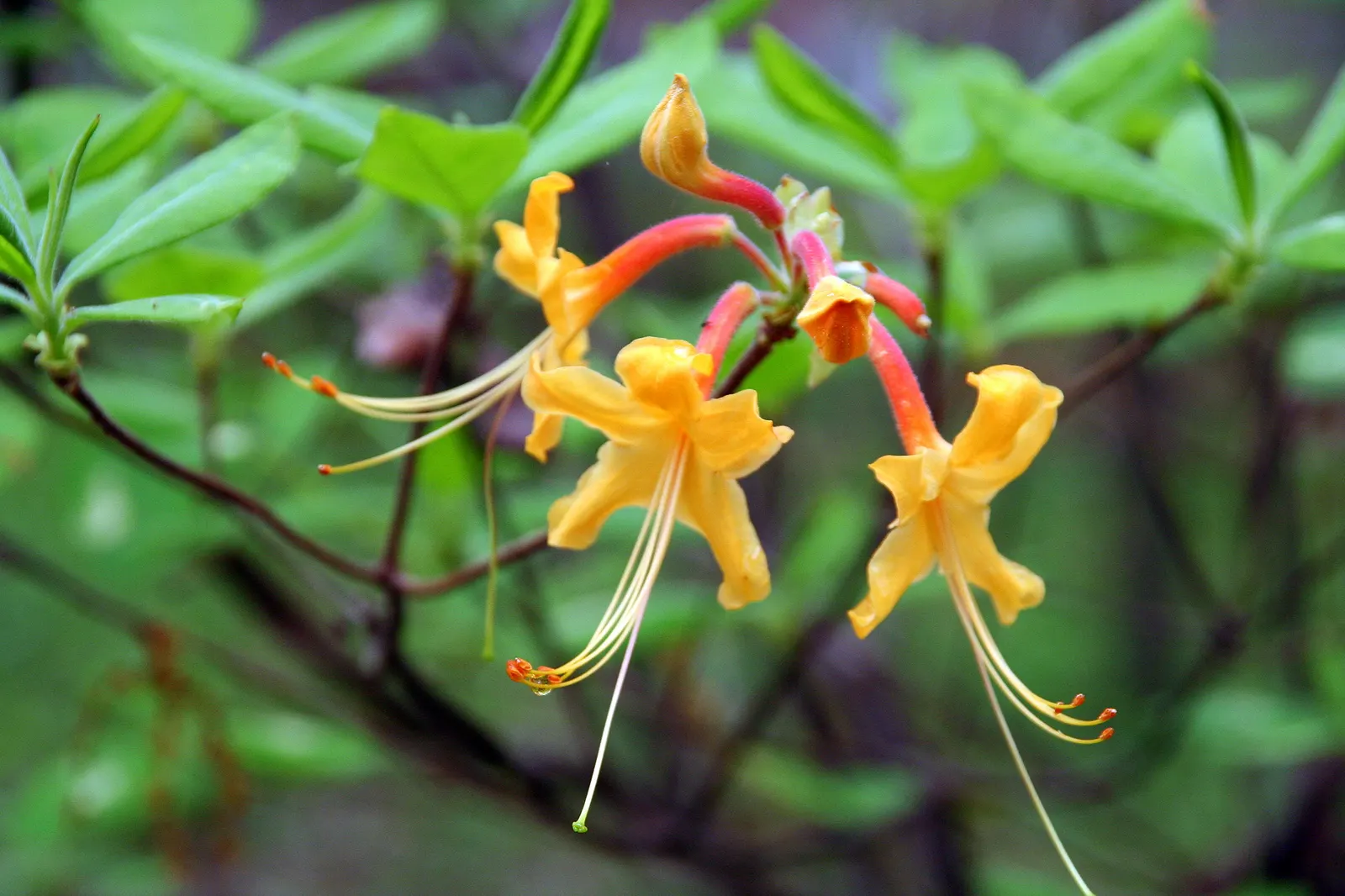 Florida Azalea (Rhododendron Austrinum) — this deciduous azalea typically blooms in the spring; native to the southeastern United States