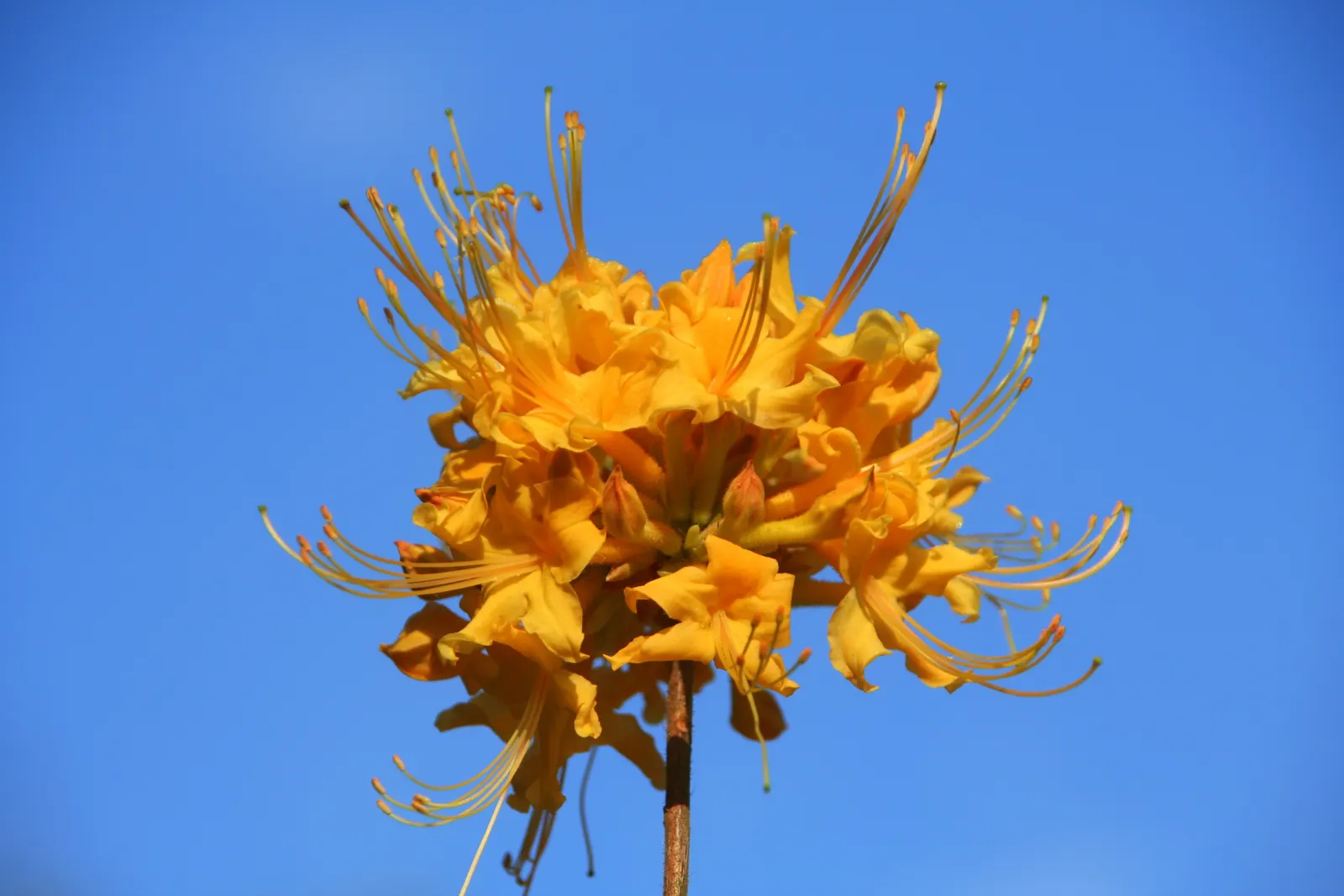 Florida Azalea (Rhododendron Austrinum) — is a vibrant flowering shrub that adds a splash of color to any landscape design; though it can tolerate full sun in