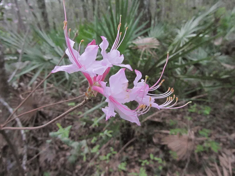 Florida Azalea (Rhododendron Austrinum) — Native to the southeastern United States