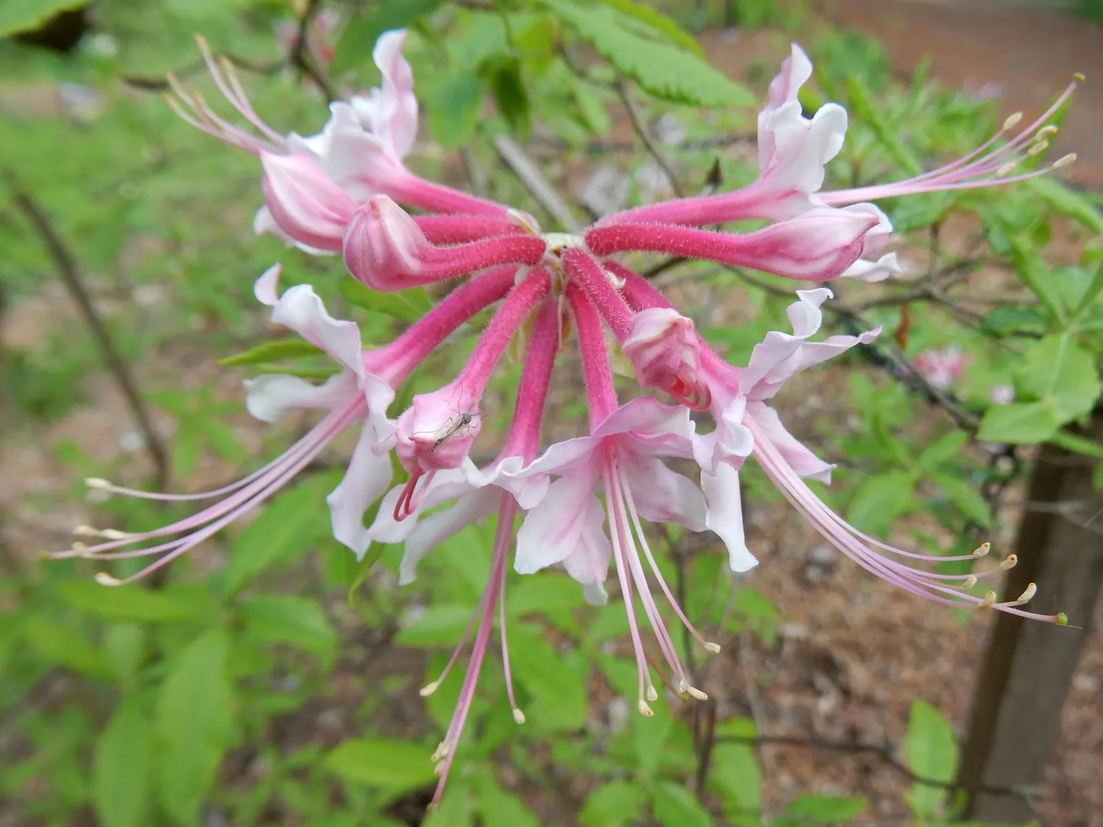 Florida Azalea (Rhododendron Austrinum) — The blossoms range in hue from bright yellow to orange-red; shrub for half or shade
