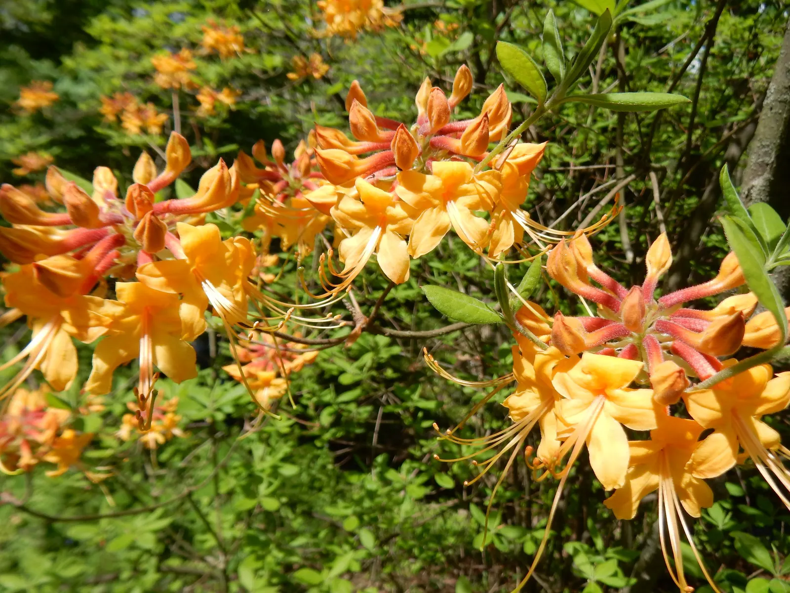 Florida Azalea (Rhododendron Austrinum) — contributing a dense backdrop for the vivid blossoms.<br><br>For optimal growth