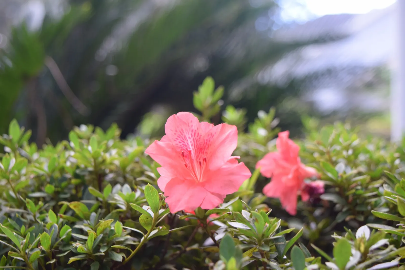 Florida Azalea (Rhododendron Austrinum) — offering a stunning display of tubular-shaped flowers
