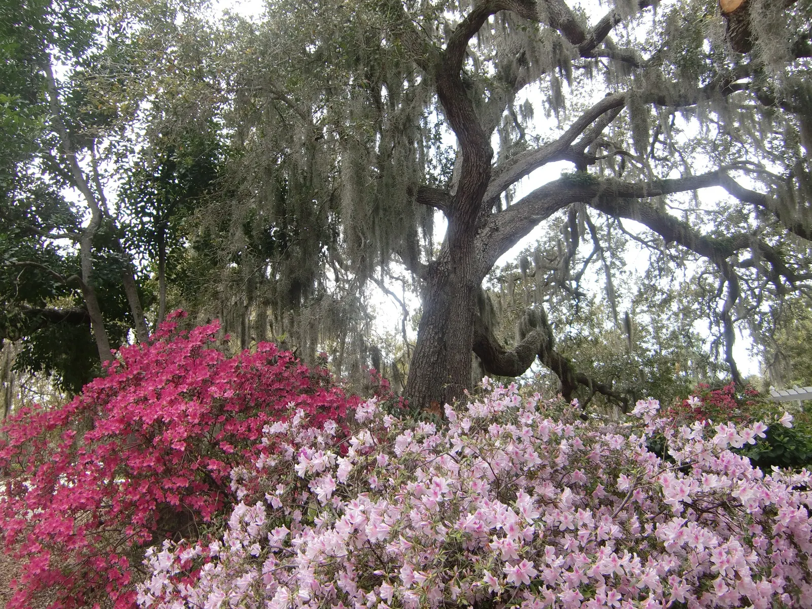 Florida Azalea (Rhododendron Austrinum) — Favoring partial shade and well-drained, acidic soil, it's ideal for woodland gardens; well-drained soil and thrives