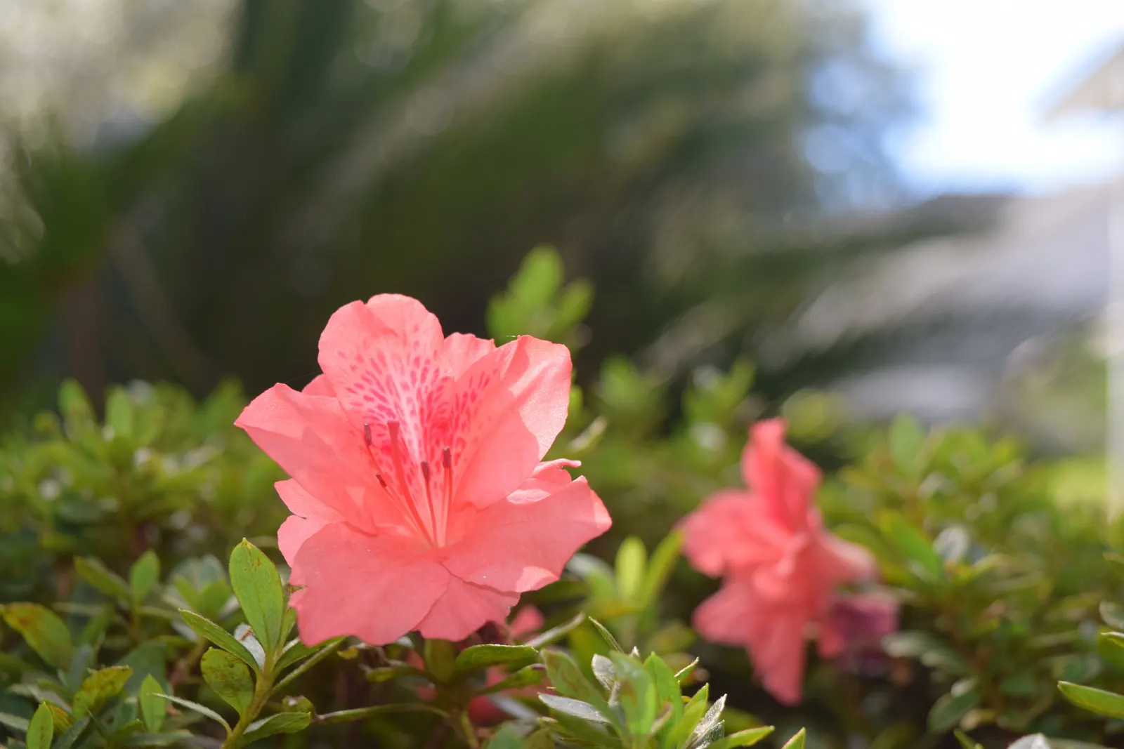 Florida Azalea (Rhododendron Austrinum) — though it can tolerate full sun in cooler climates