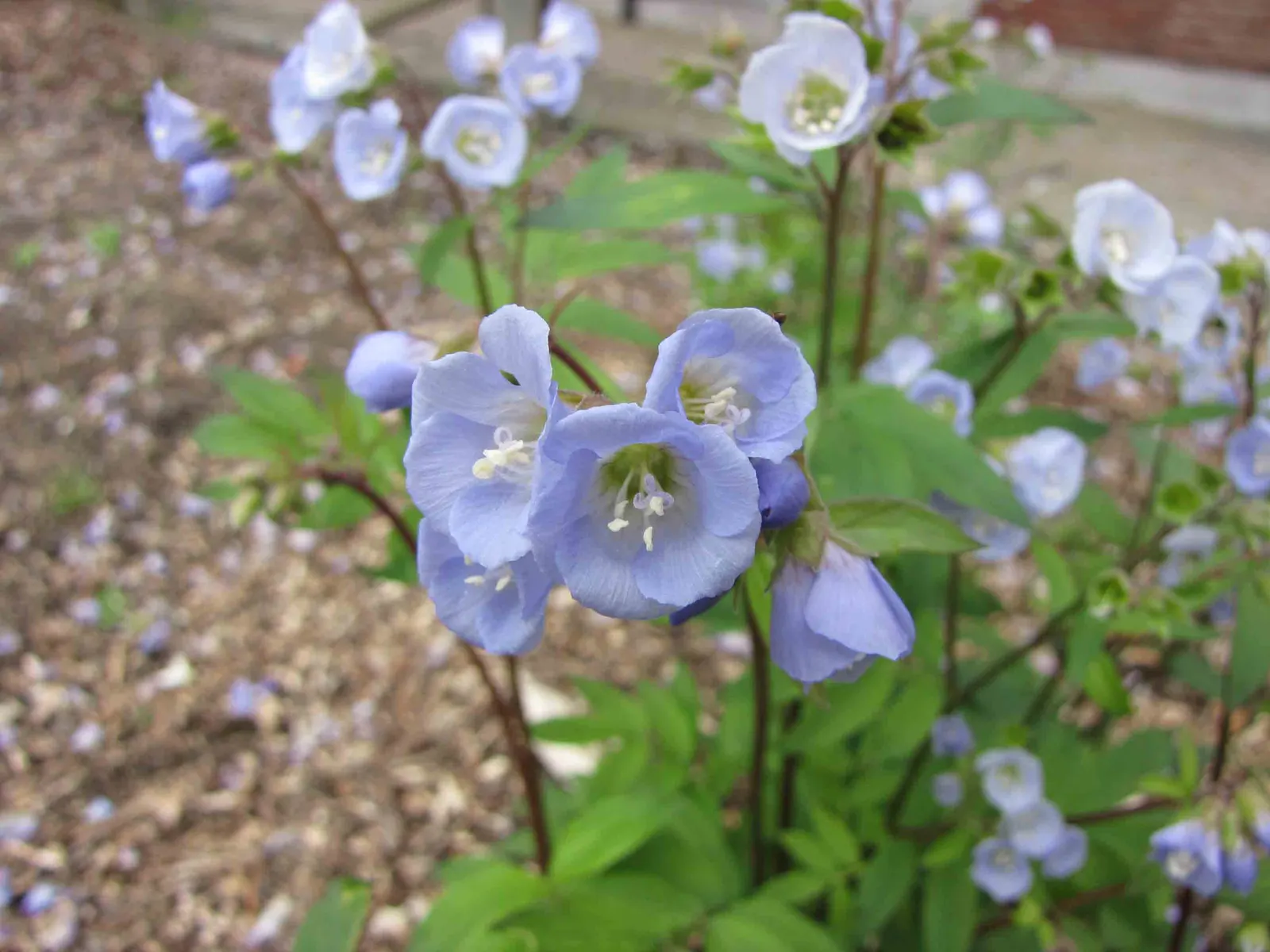 Jacob's Ladder (Polemonium Reptans) — blue flowers in the garden; jacob's Ladder forms neat clumps of pinnately compound leaves