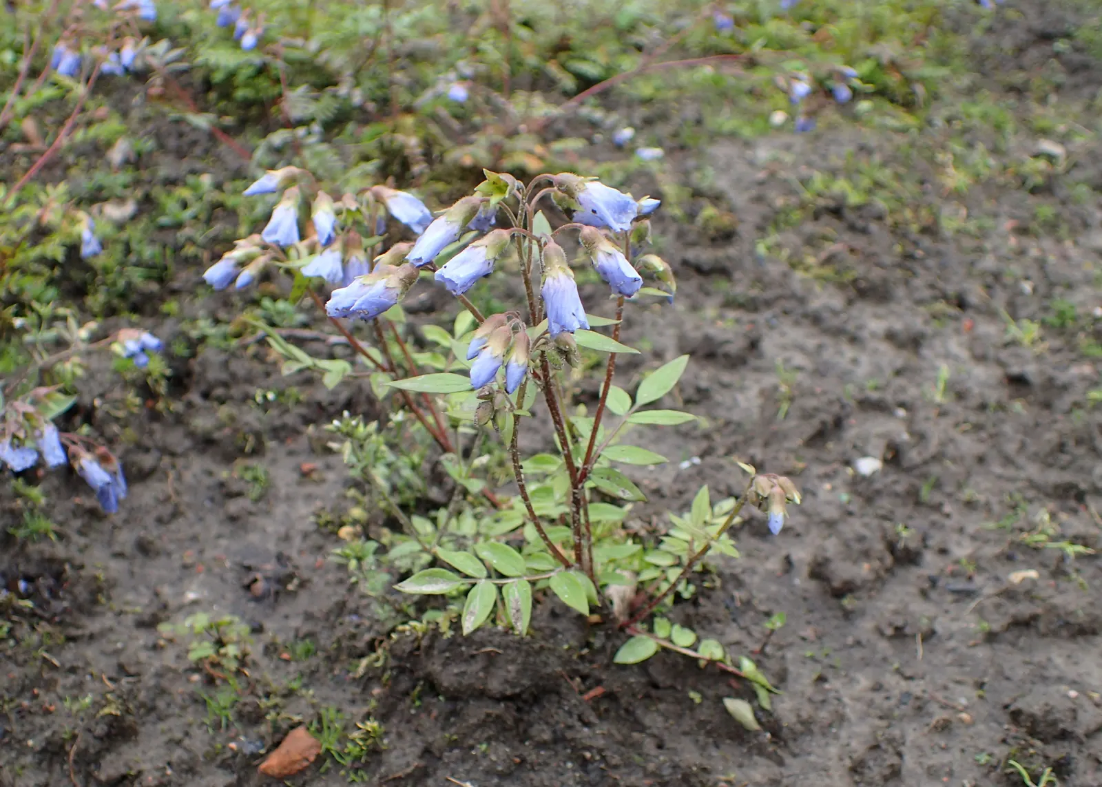 Jacob's Ladder (Polemonium Reptans) — Jacob's Ladder produces clusters of bell-shaped flowers in a soothing shade of sky blue; including butterflies and bees
