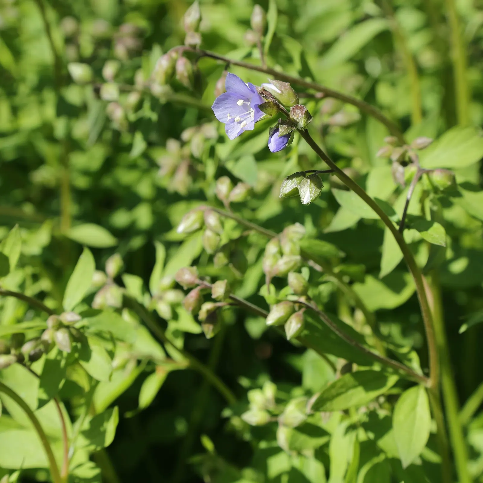 Jacob's Ladder (Polemonium Reptans) — These blooms attract a host of pollinators